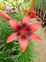 [4065 London Heart Mak No02.JPG]